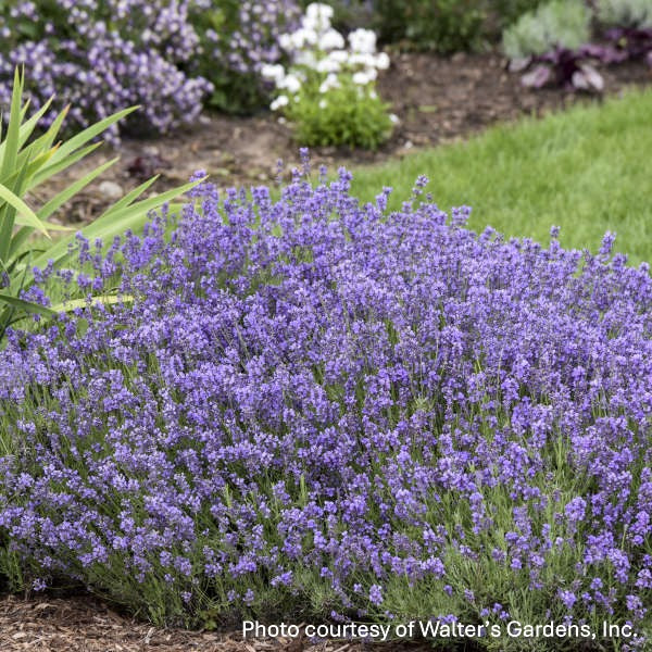 Lavandula angustifolia Munstead 1G
