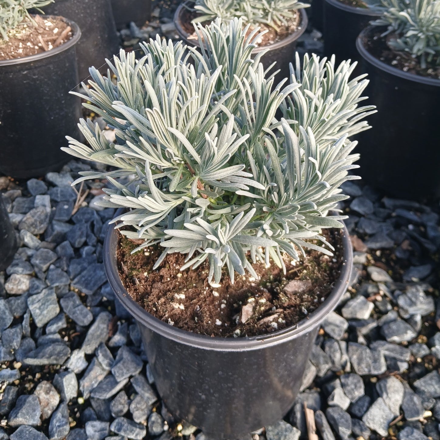 Lavandula x Phenomenal 1G