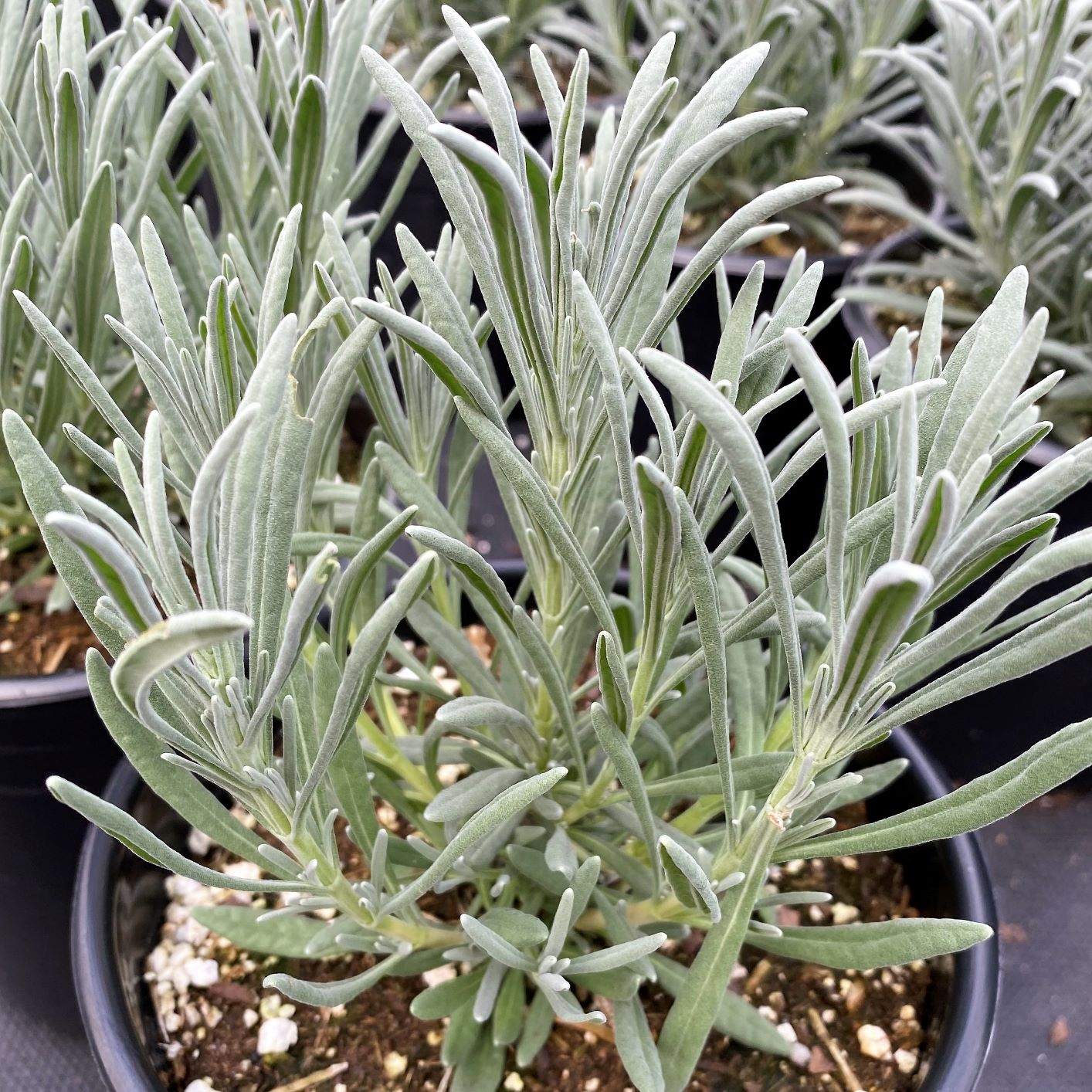 Lavandula intermedia Sensational! 1G