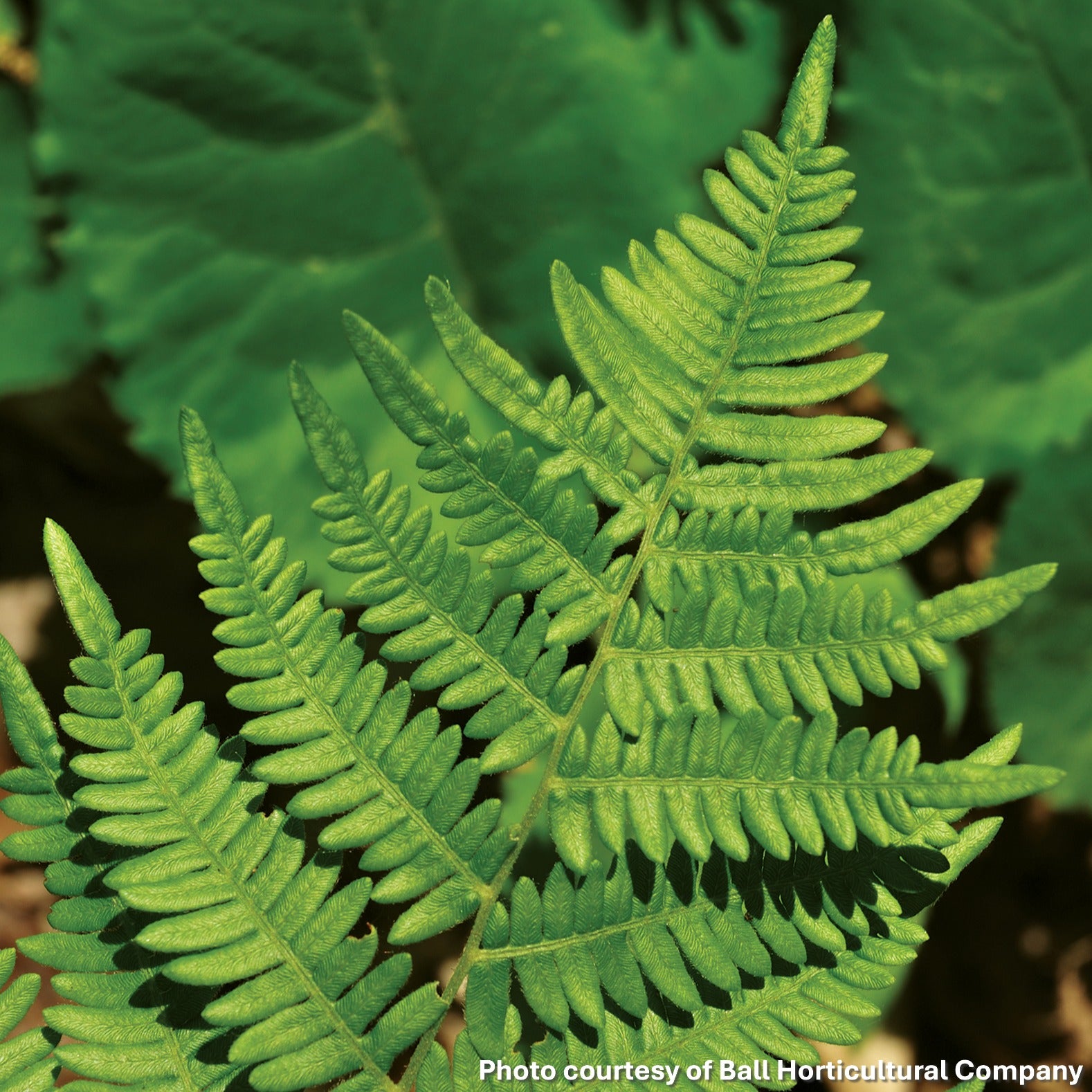 Leather Wood Fern 1Q