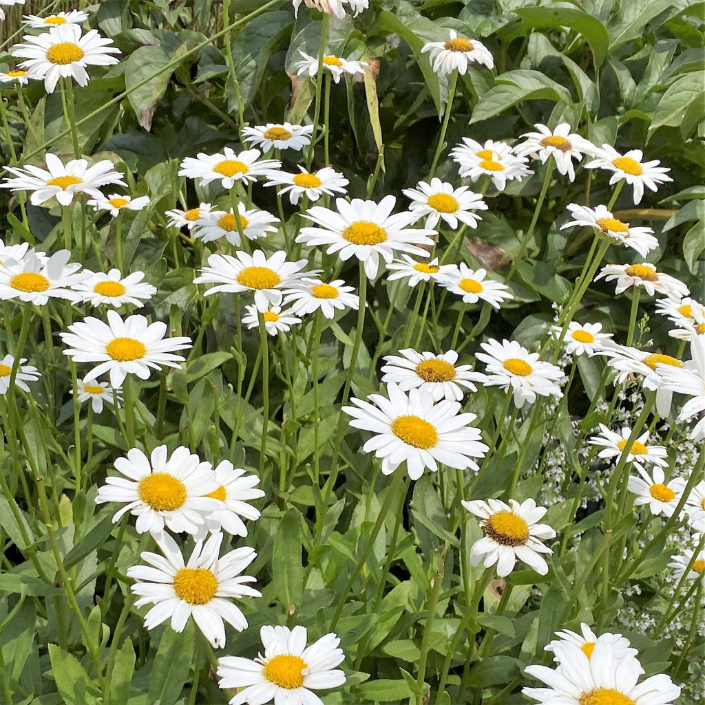 Leucanthemum x Becky 1G