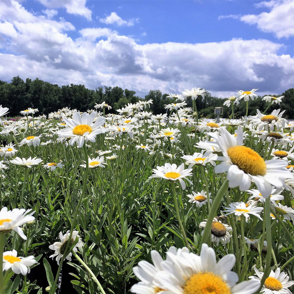 Leucanthemum x Becky 1G