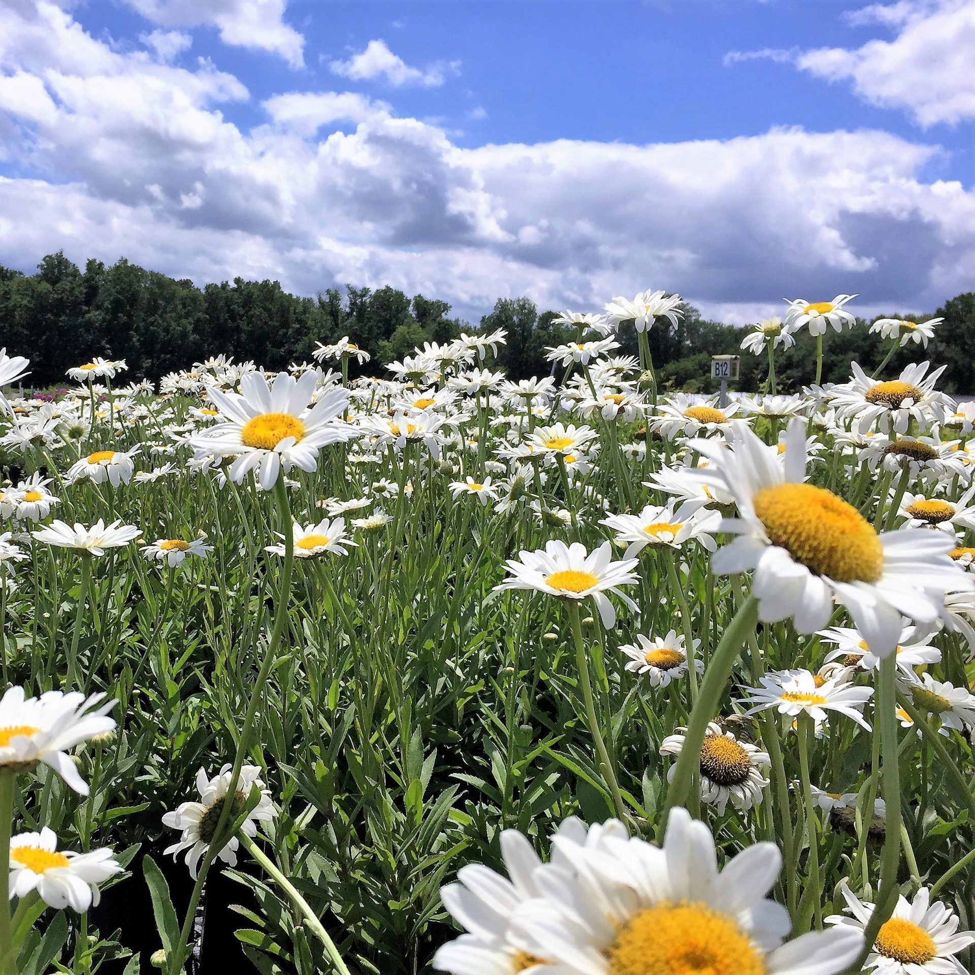 Leucanthemum x Becky 1G