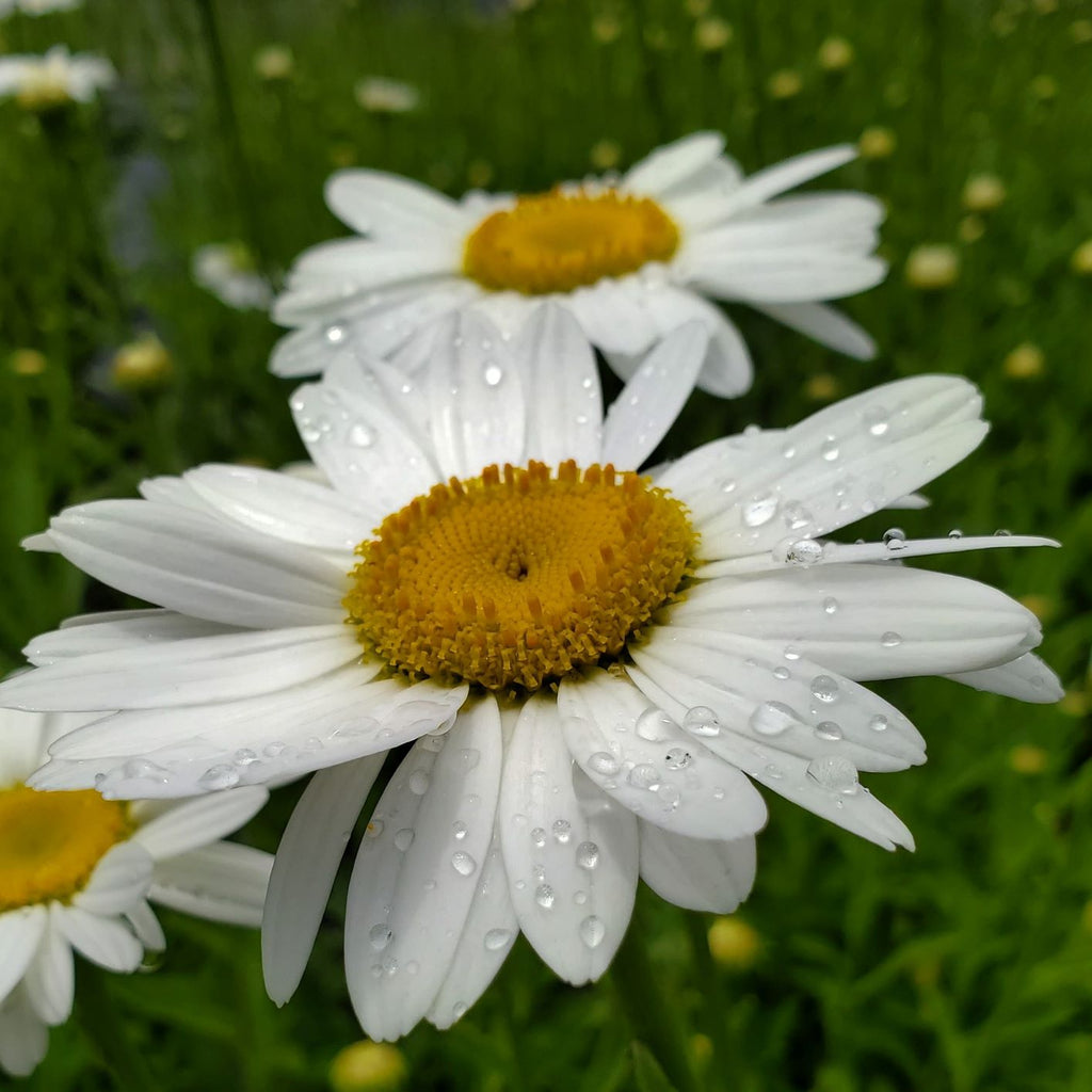 Leucanthemum x Becky 1G