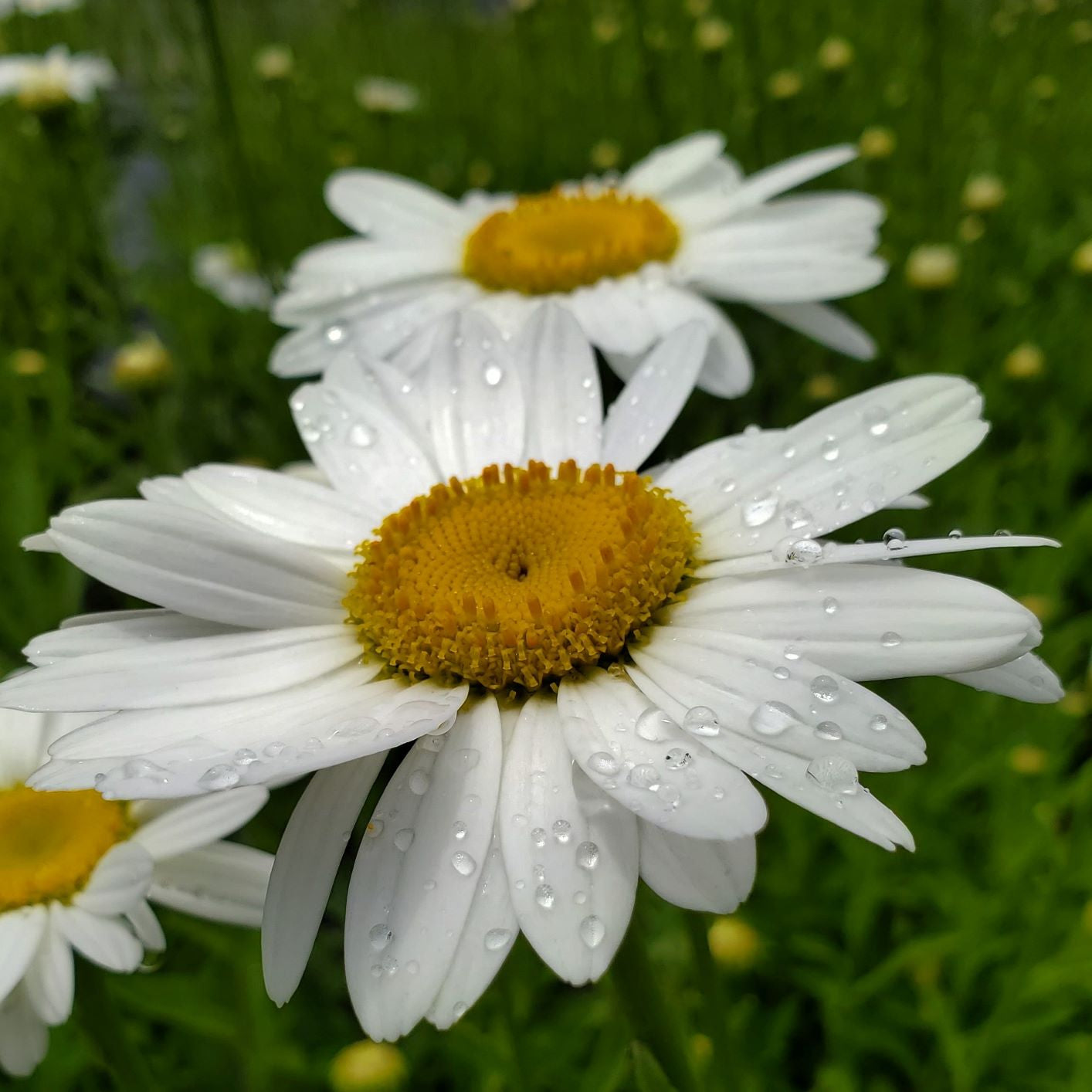 Leucanthemum x Becky 1G