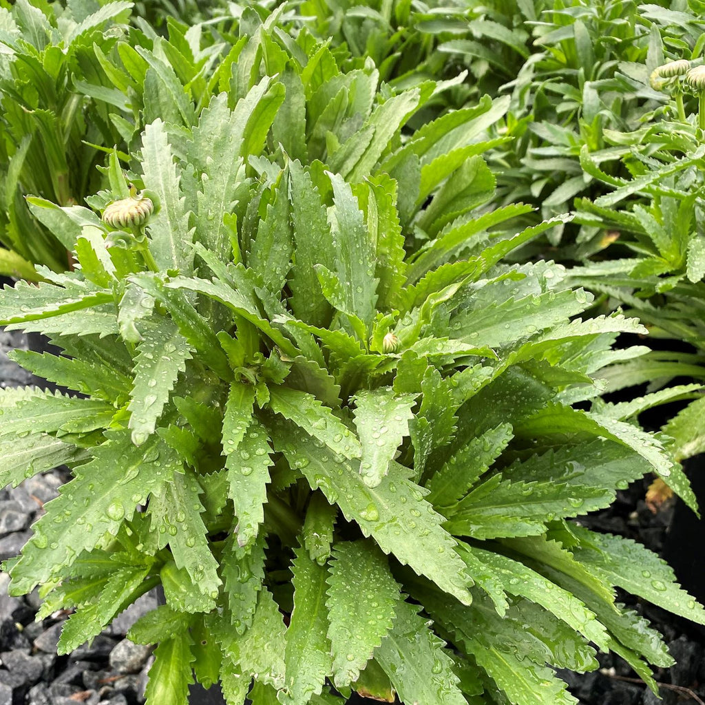 Leucanthemum x superbum Madonna 1Q