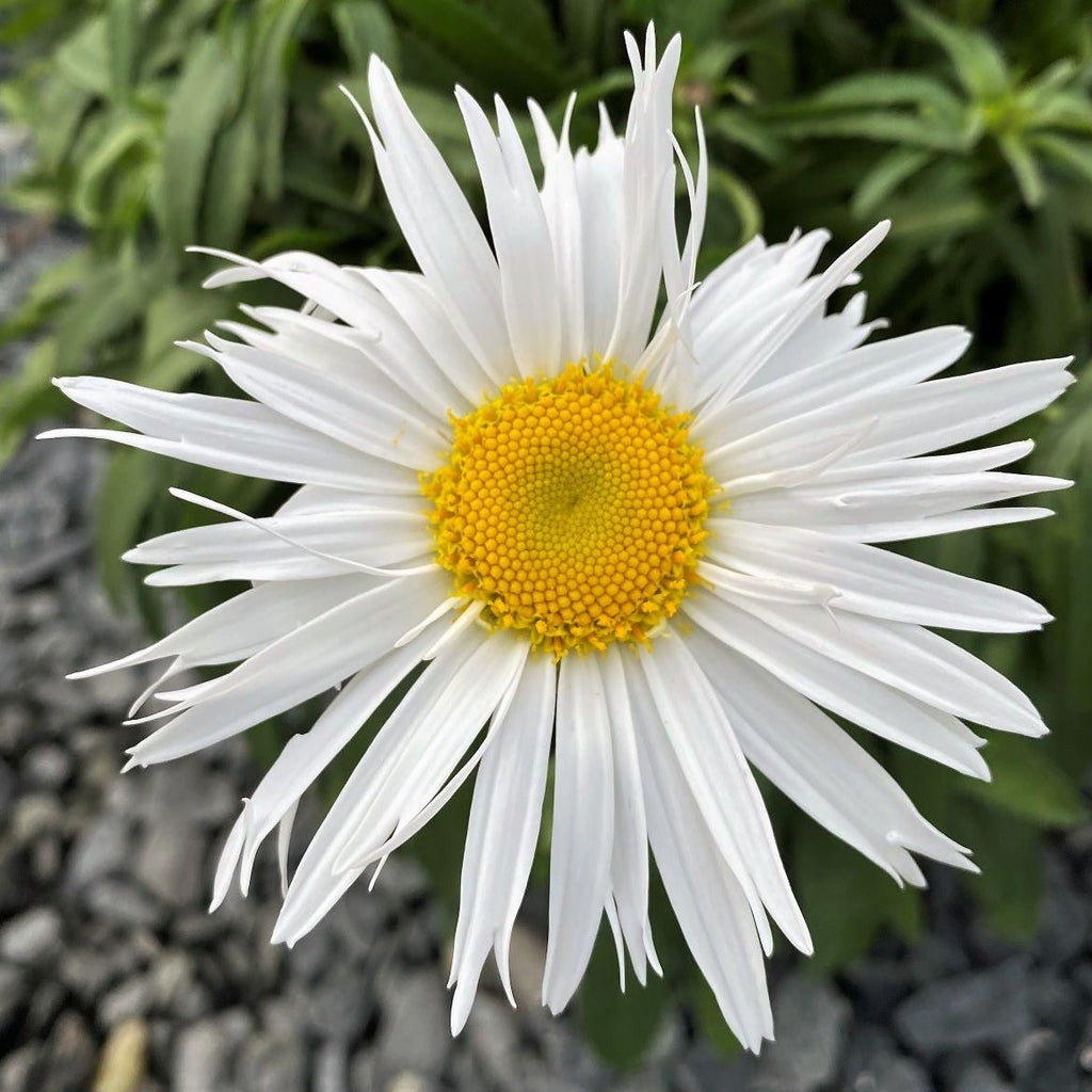 Leucanthemum x superbum Madonna 1Q