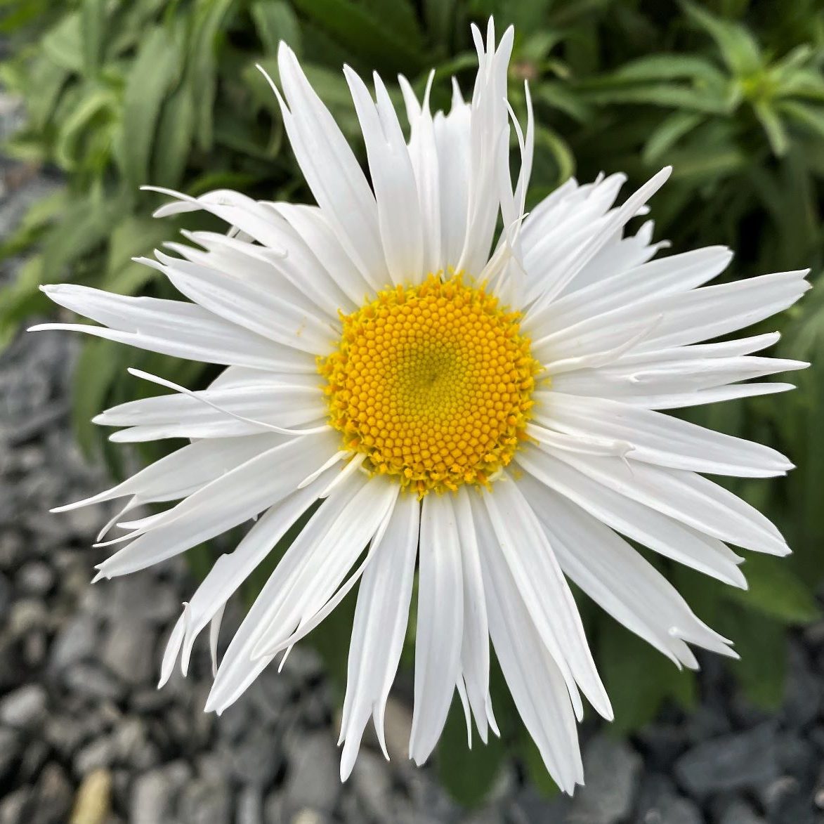 Leucanthemum x superbum Madonna 1Q
