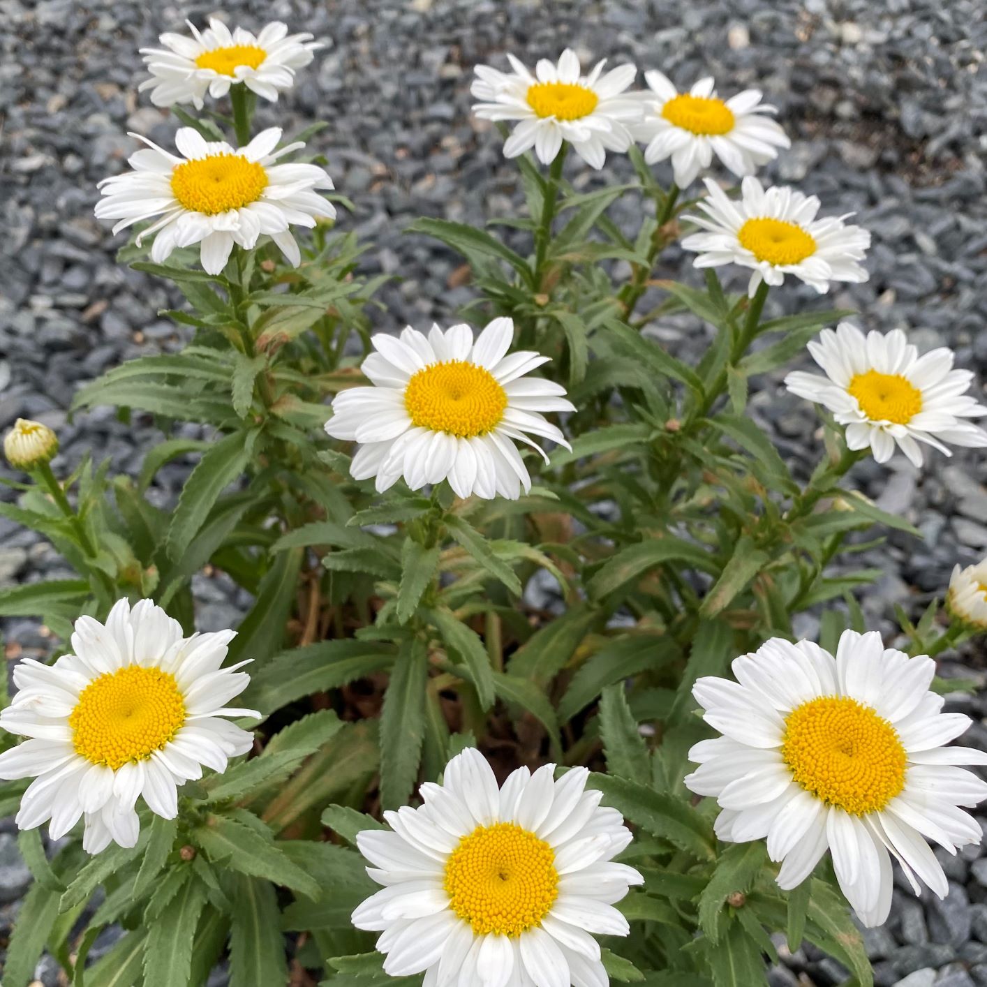 Leucanthemum x superbum Snow Cap 1Q