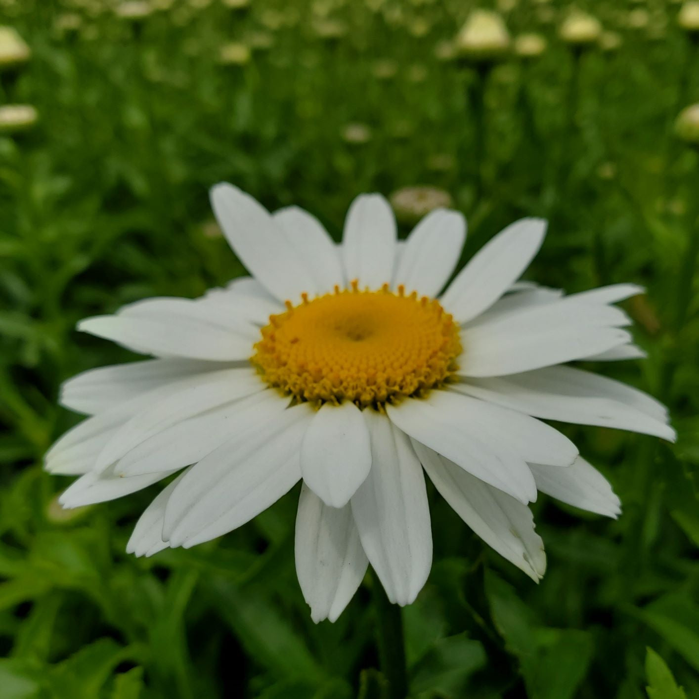 Leucanthemum x superbum Snow Cap 1Q