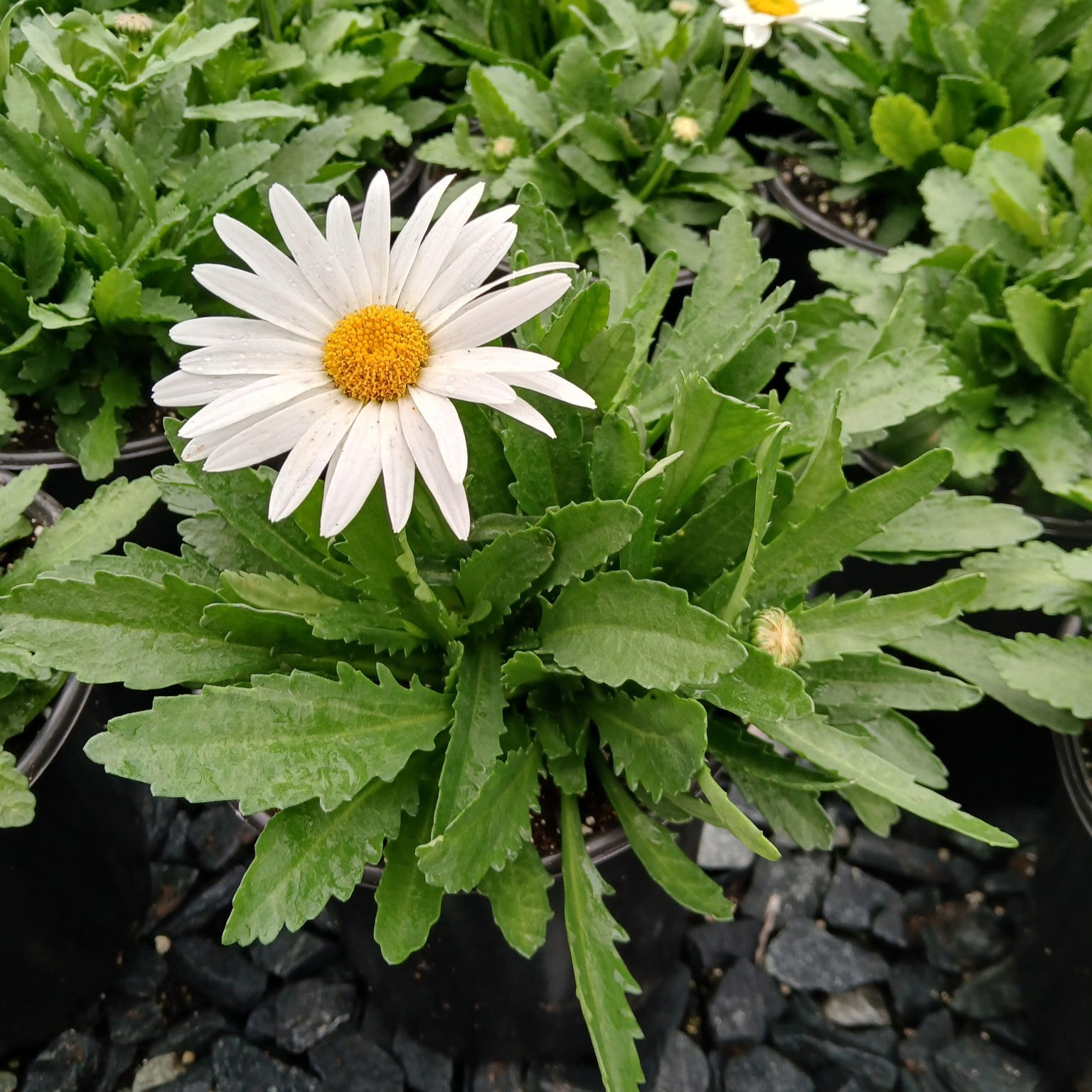 Leucanthemum x superbum Madonna 1Q