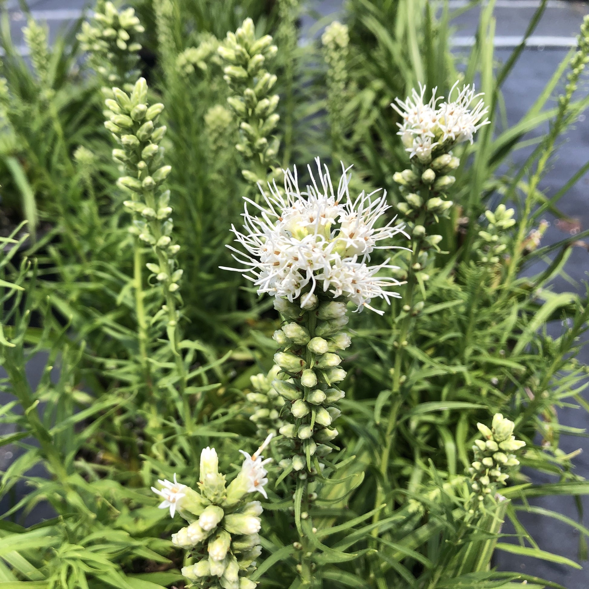 Liatris spicata Floristan White DP50