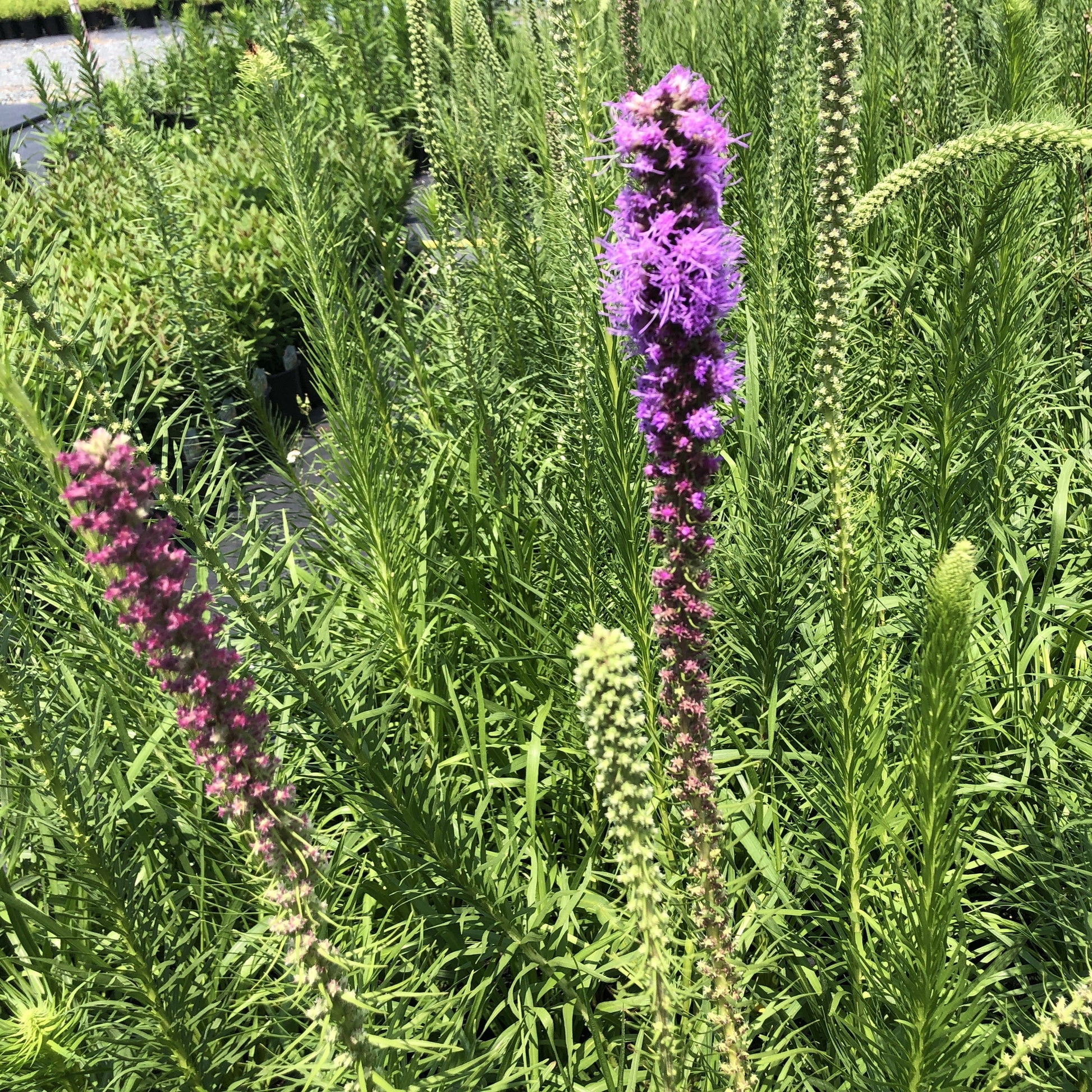 Liatris pycnostachya 1Q