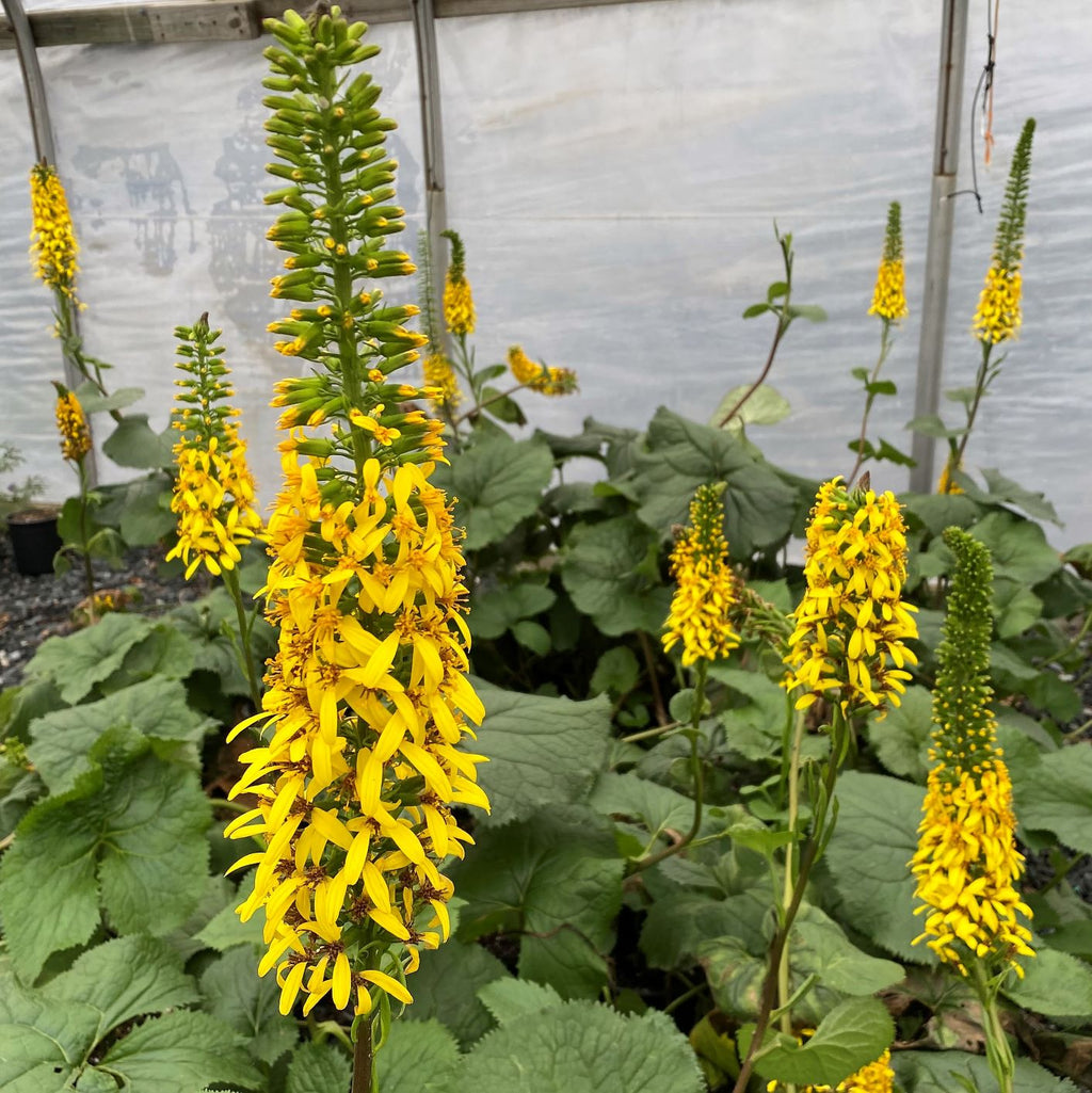 Ligularia stenocephala The Rocket 1G