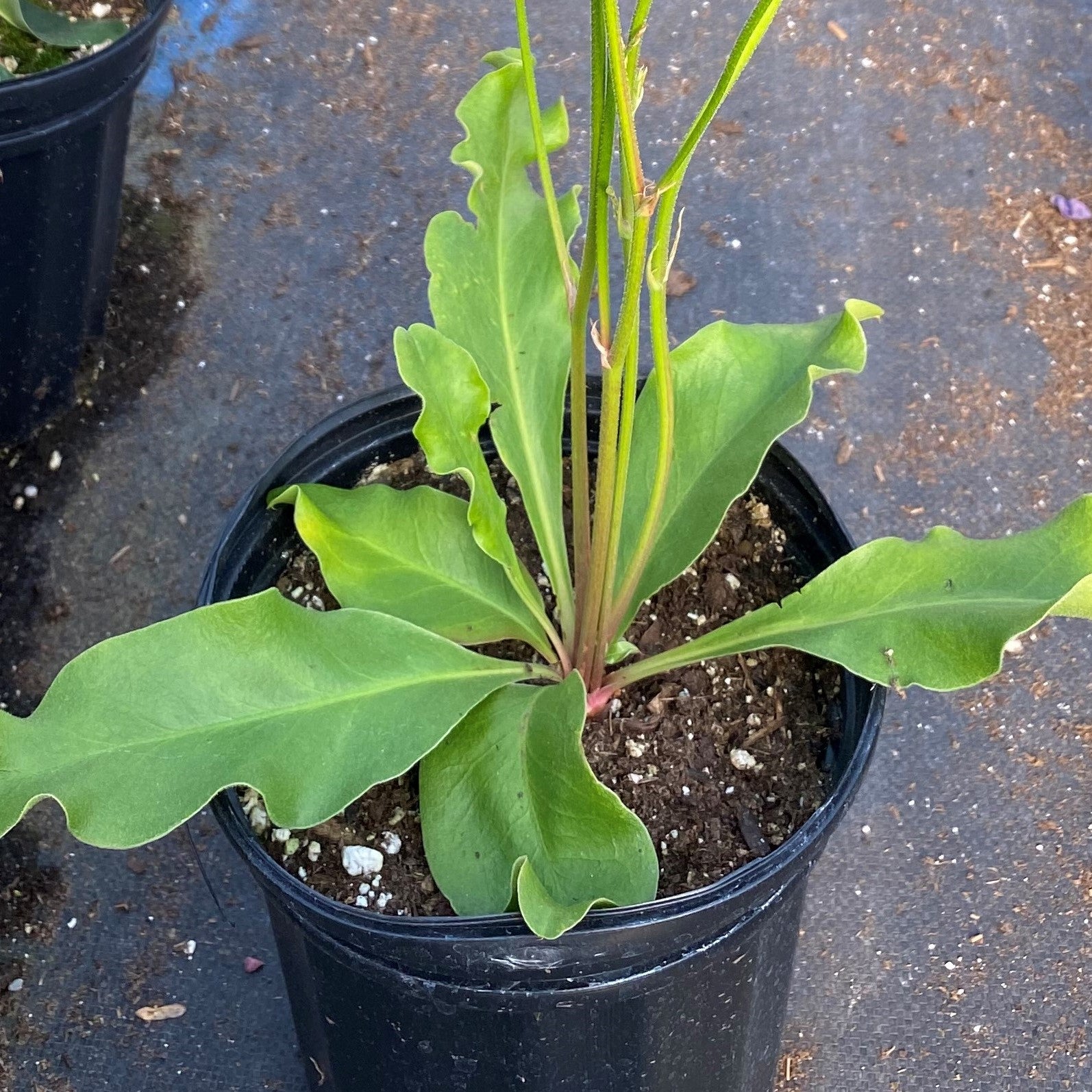 Limonium latifolium 1Q