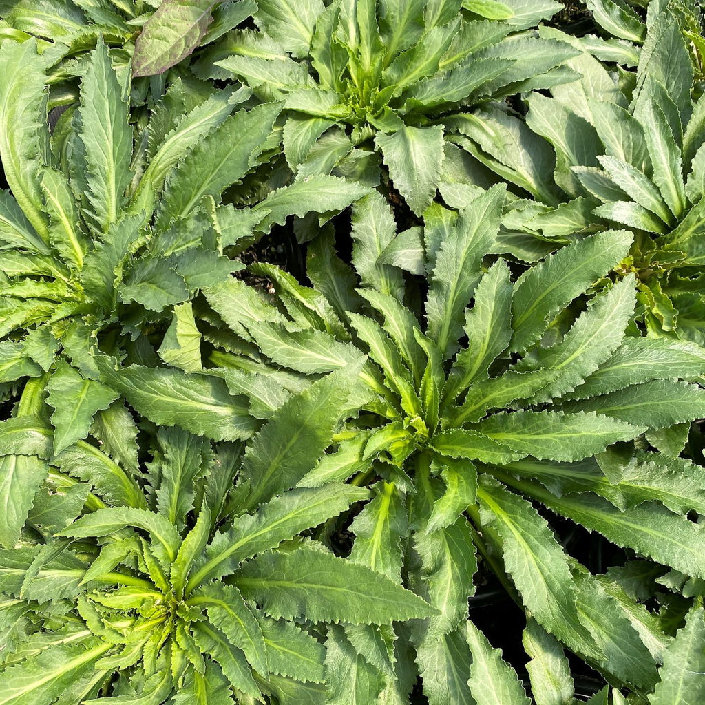 Lobelia cardinalis DP50