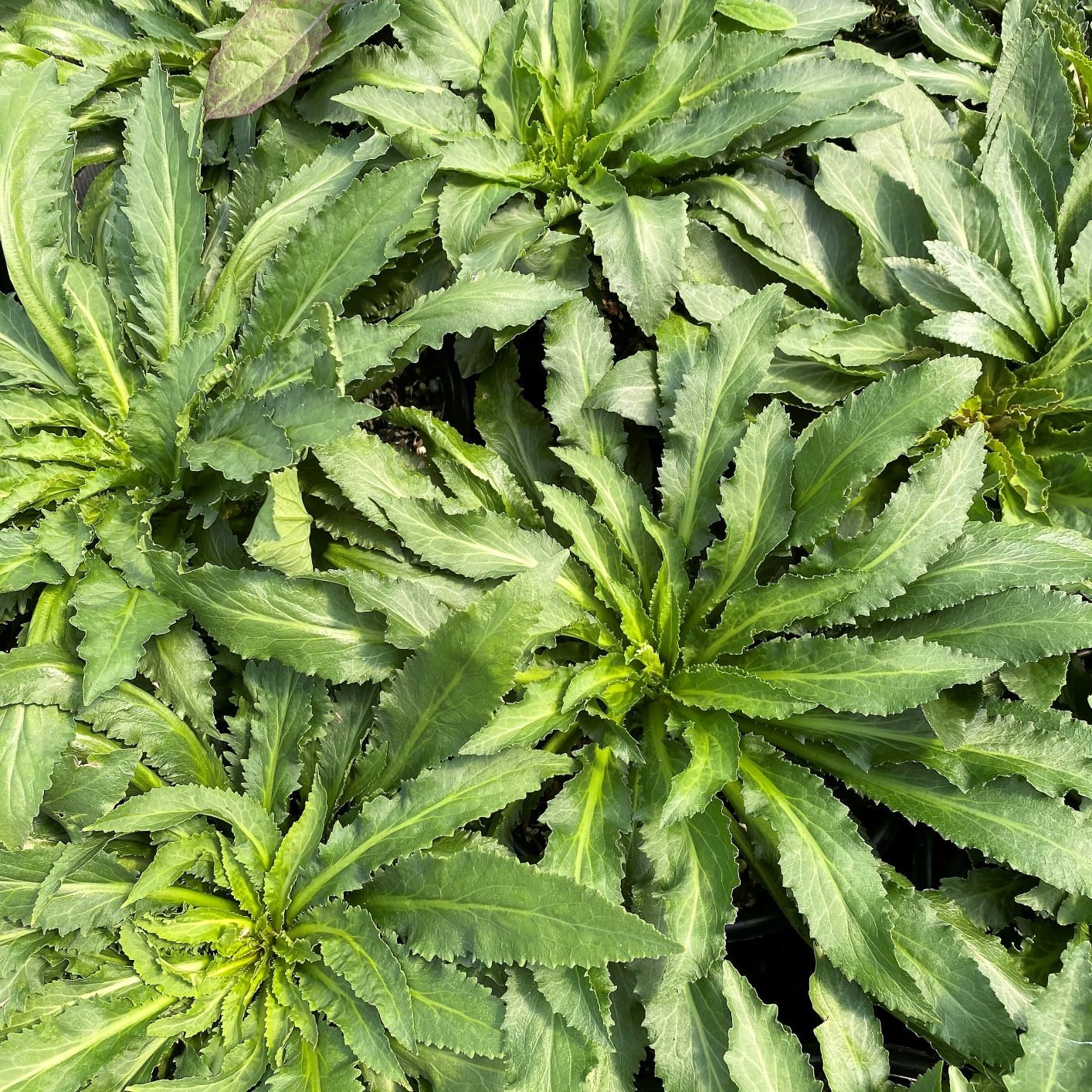 Lobelia cardinalis DP50