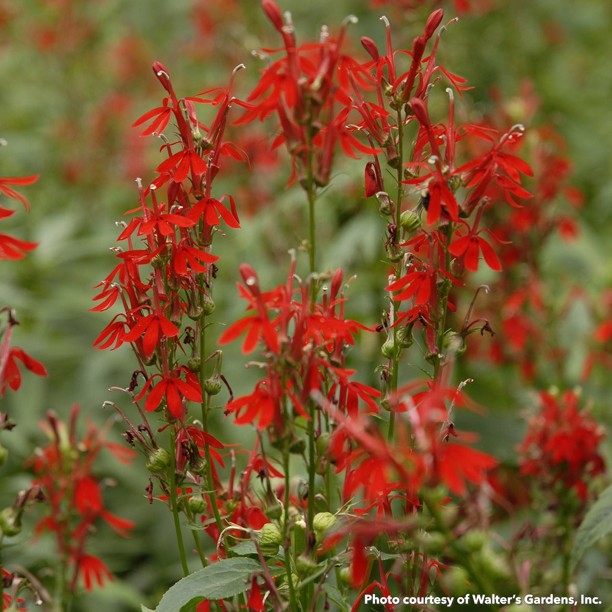 Lobelia cardinalis 1G