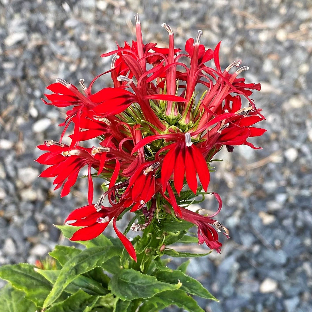 Lobelia cardinalis DP50