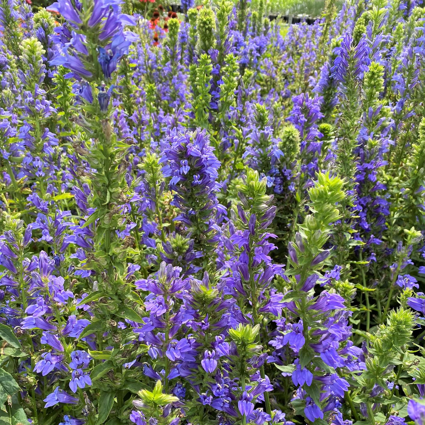 Lobelia siphilitica 1G