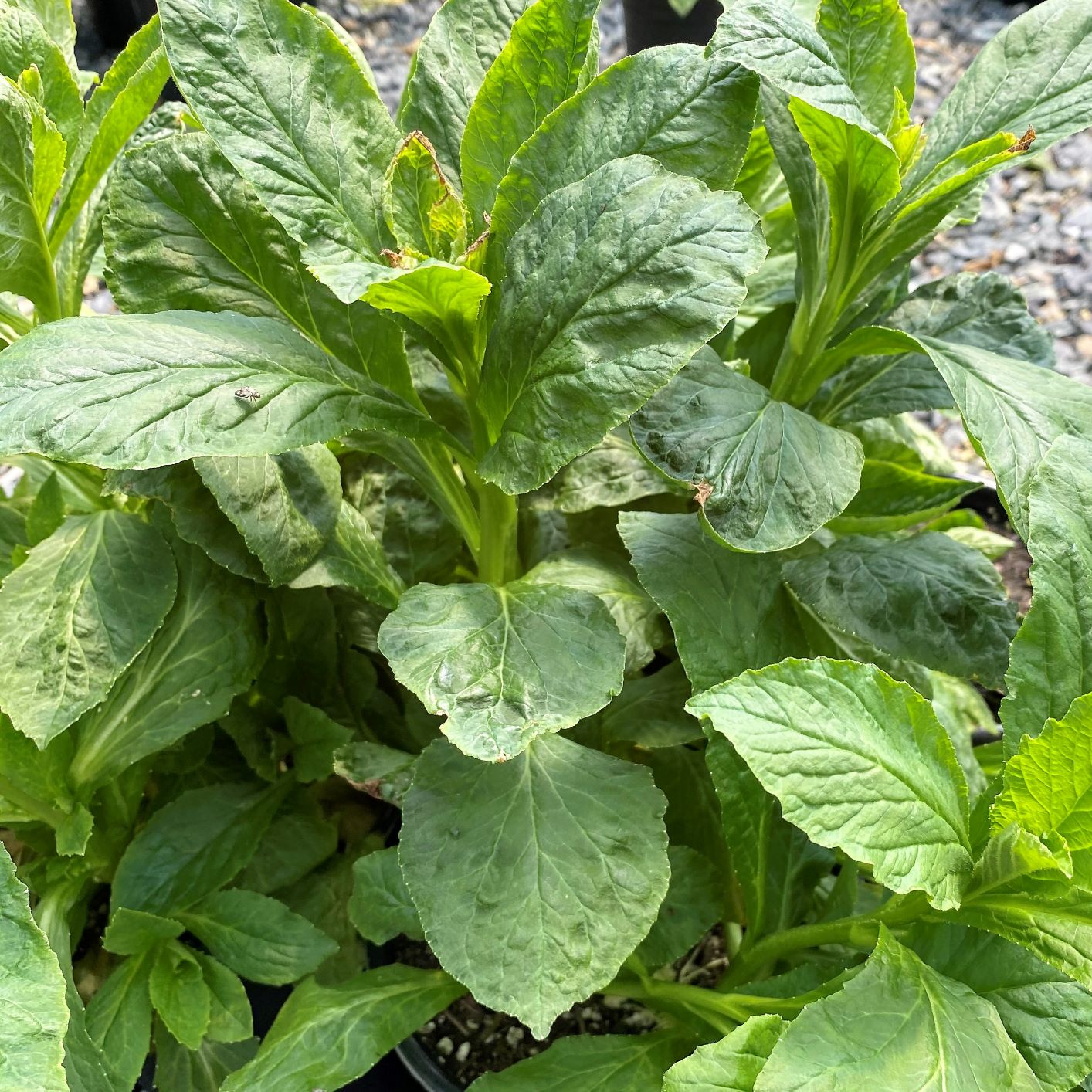 Lobelia siphilitica 1G