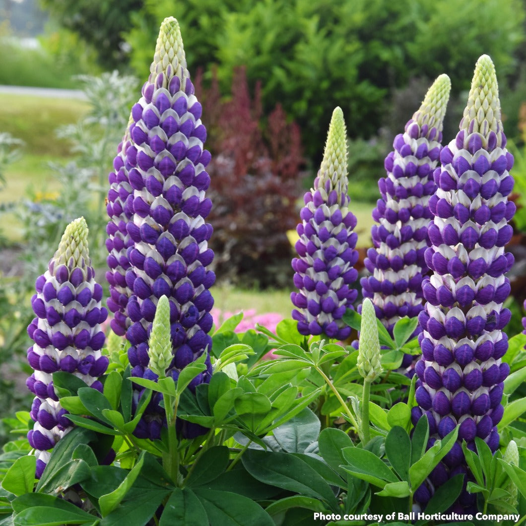 Lupinus x West Country Blacksmith 2G