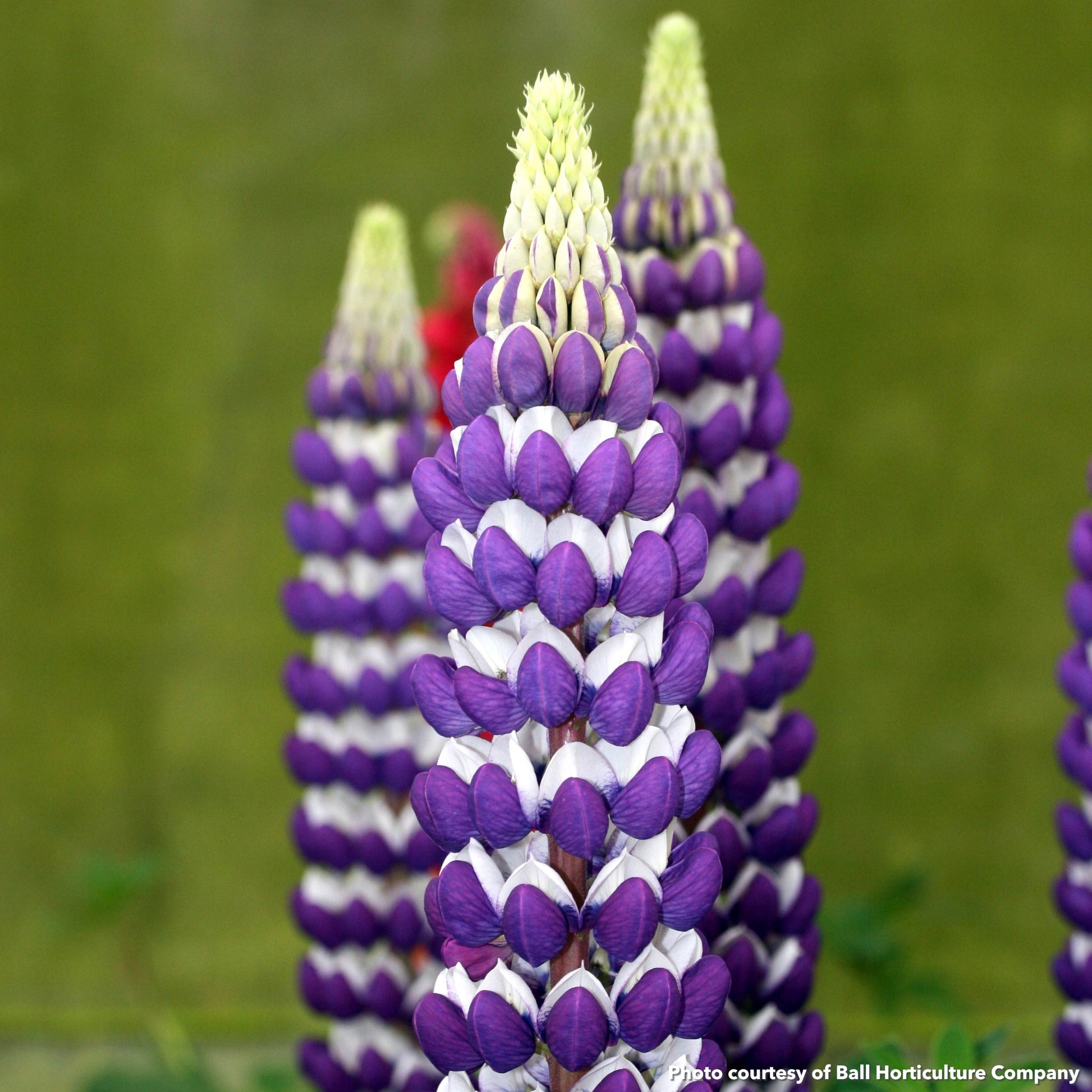 Lupinus x West Country Blacksmith 2G