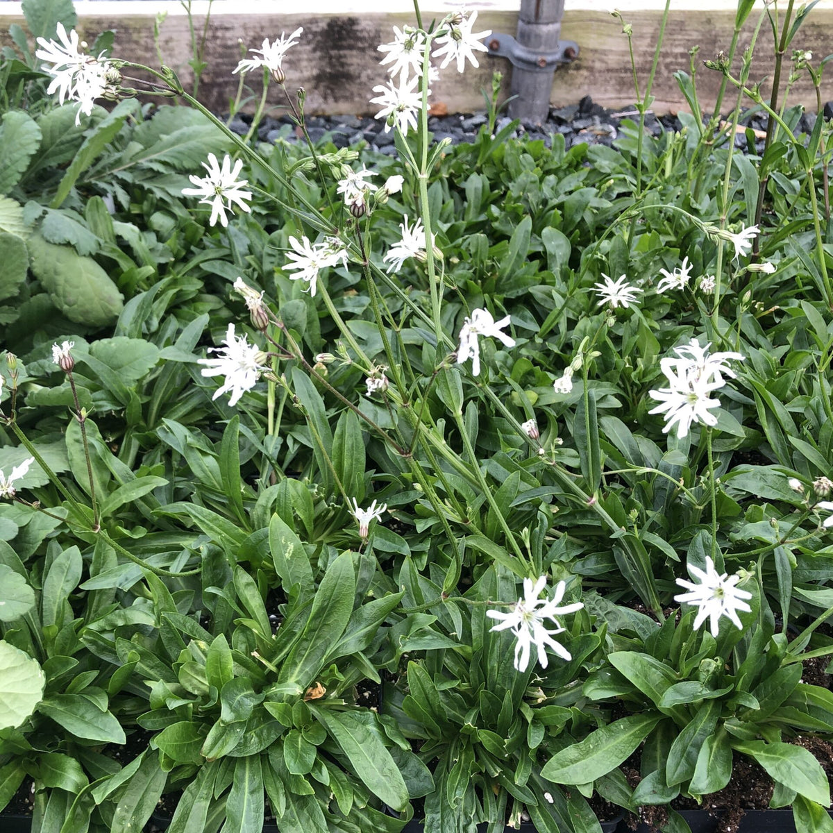Lychnis flos-cuculi White Robin 1Q