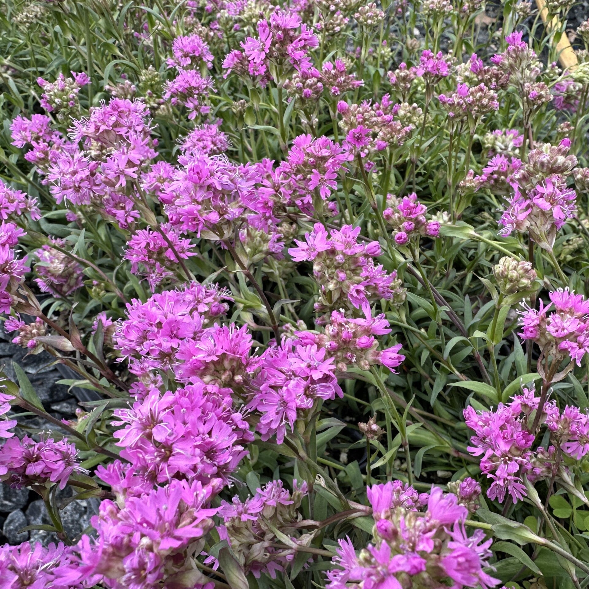 Lychnis alpina 3.25"