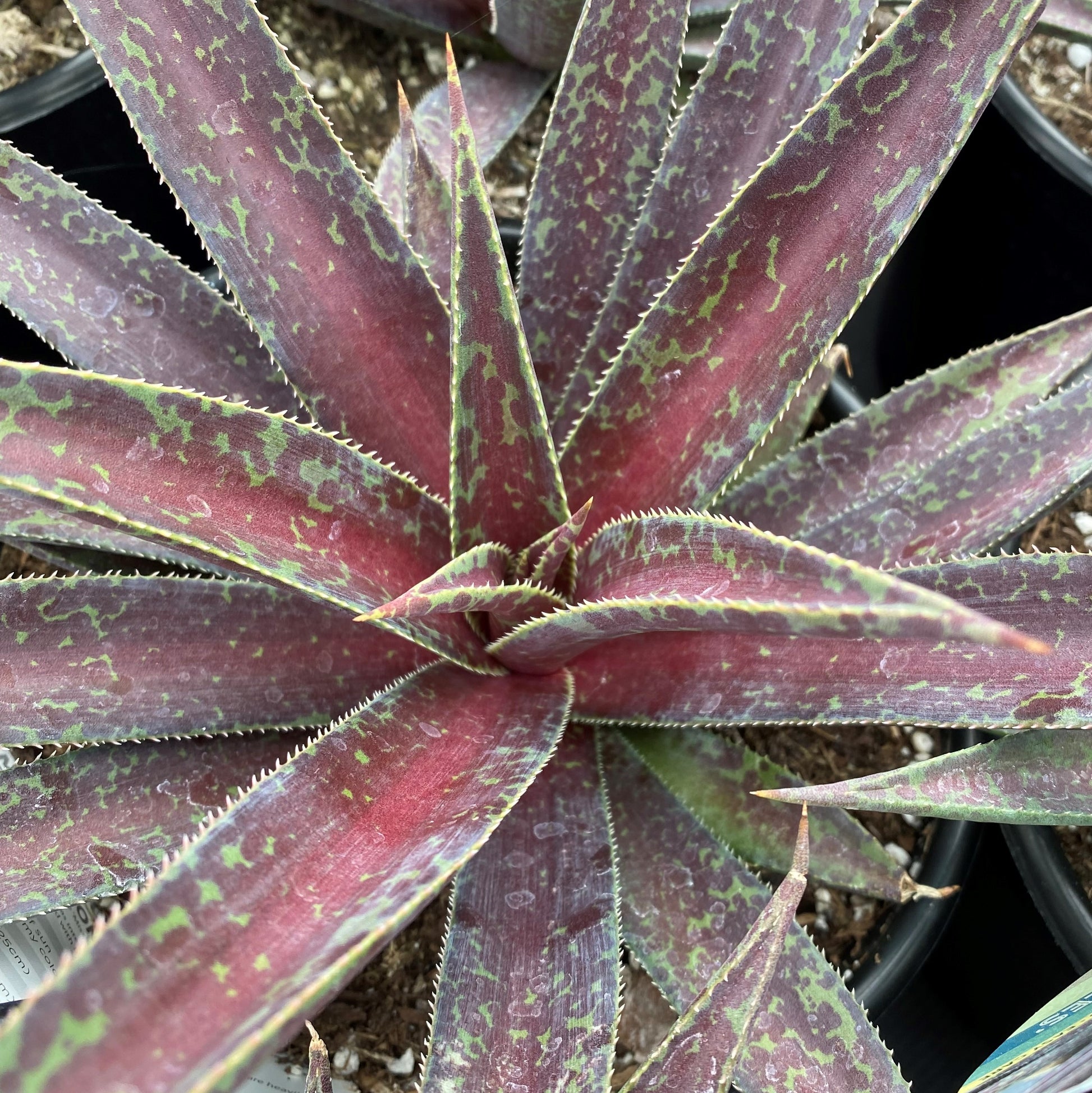 Mangave Blazing Saddles 2G