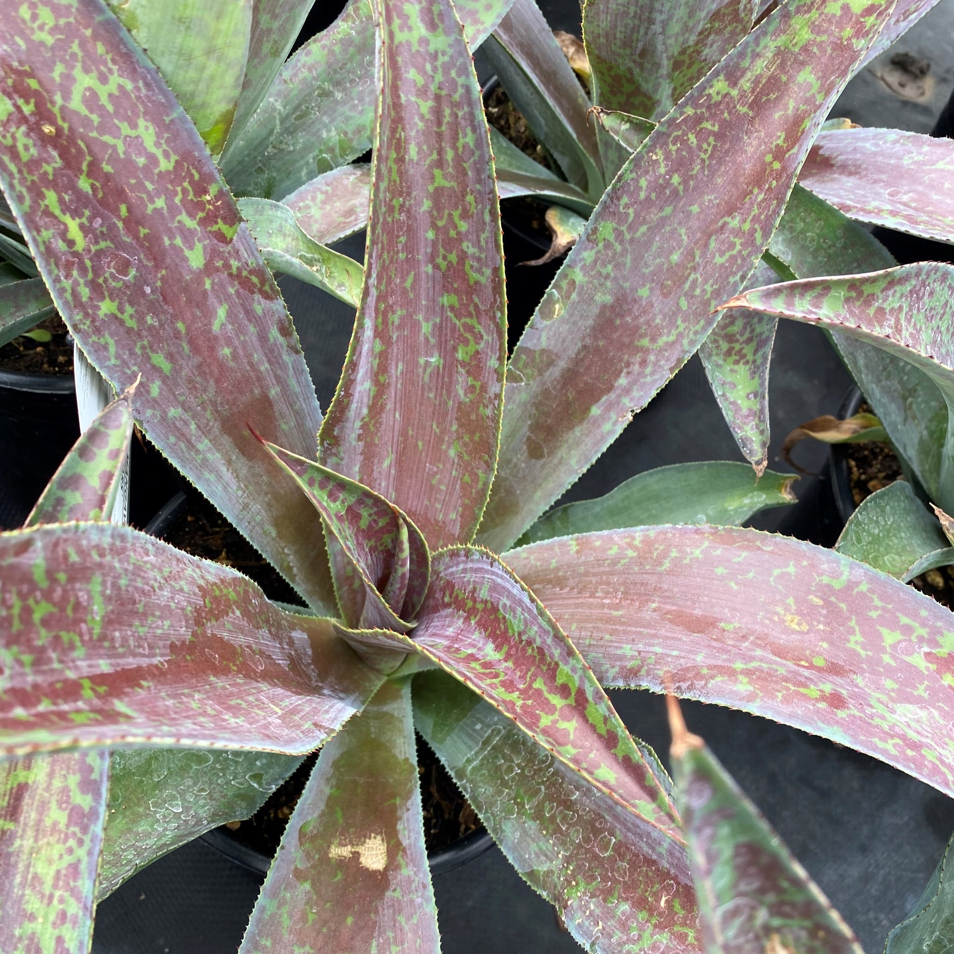 Mangave Mission to Mars 2G