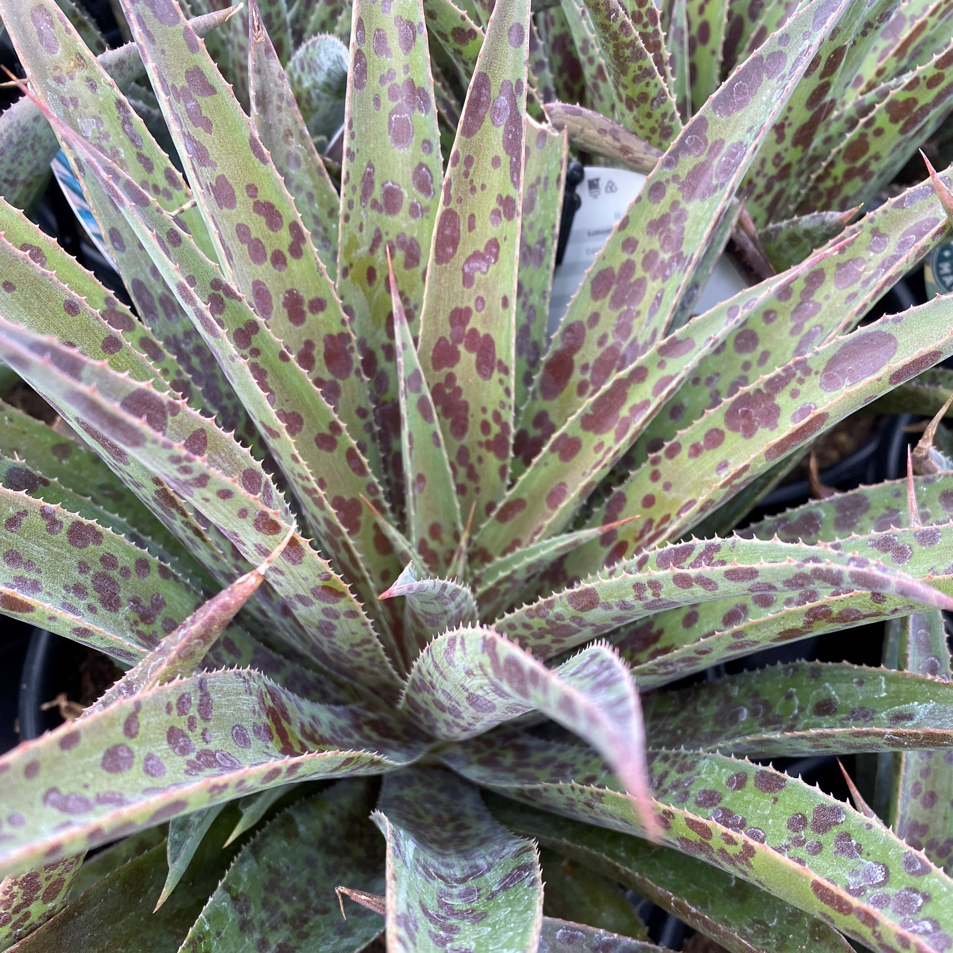 Mangave Pineapple Express 1Q