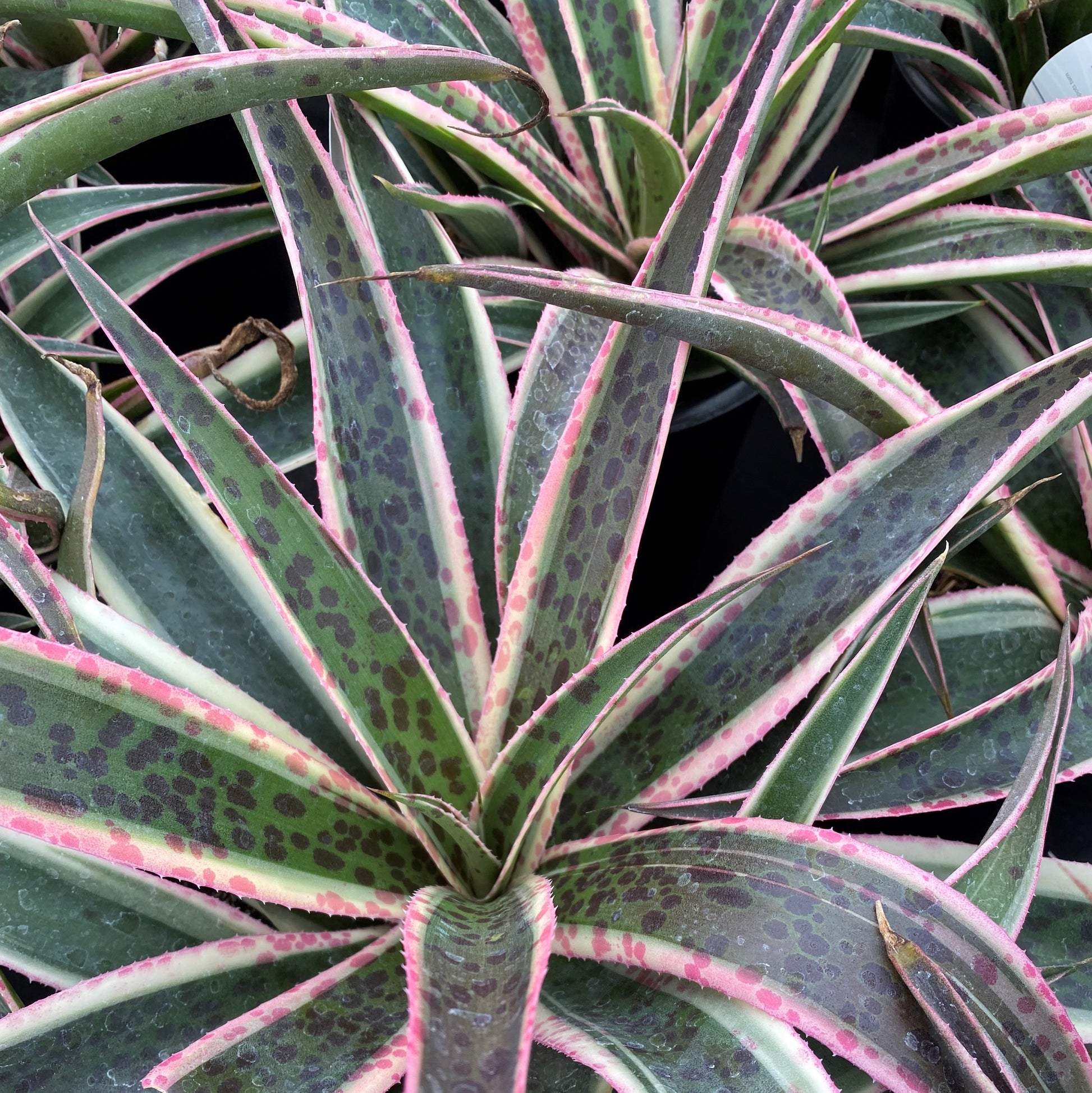 Mangave Snow Leopard 1Q