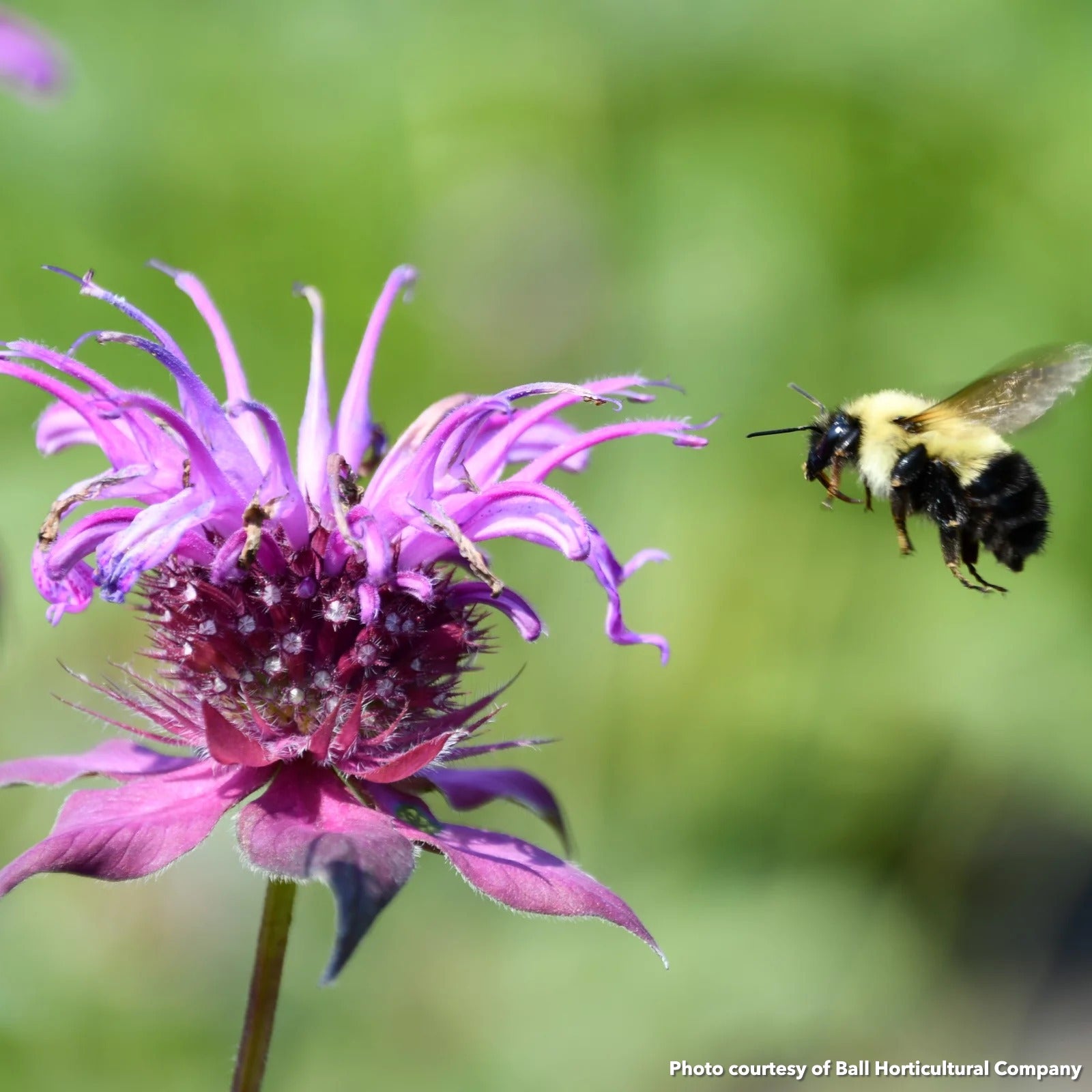 Monarda Bumblebee King 1G