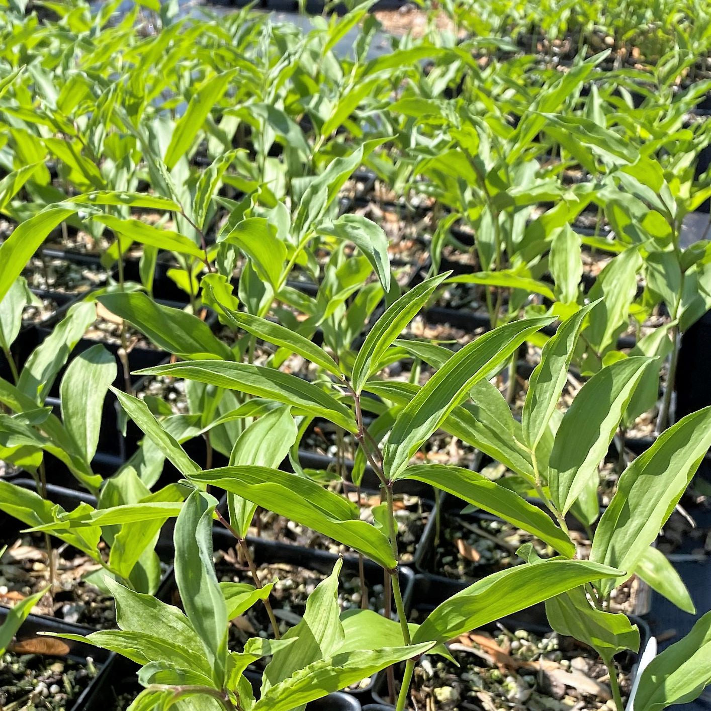 Maianthemum racemosum 3.25"