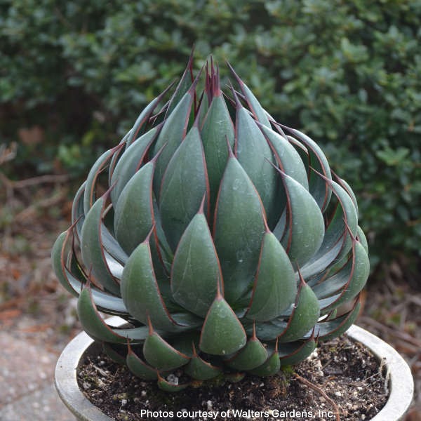 Mangave Praying Hands 2G