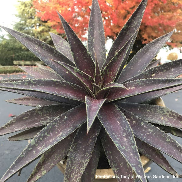 Mangave Blazing Saddles 2G