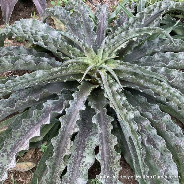 Mangave Dreadlocks 2G