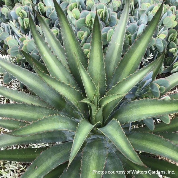 Mangave Racing Stripes 2G