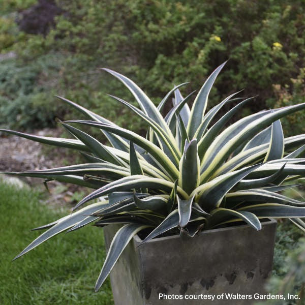 Mangave Snow Leopard 1Q