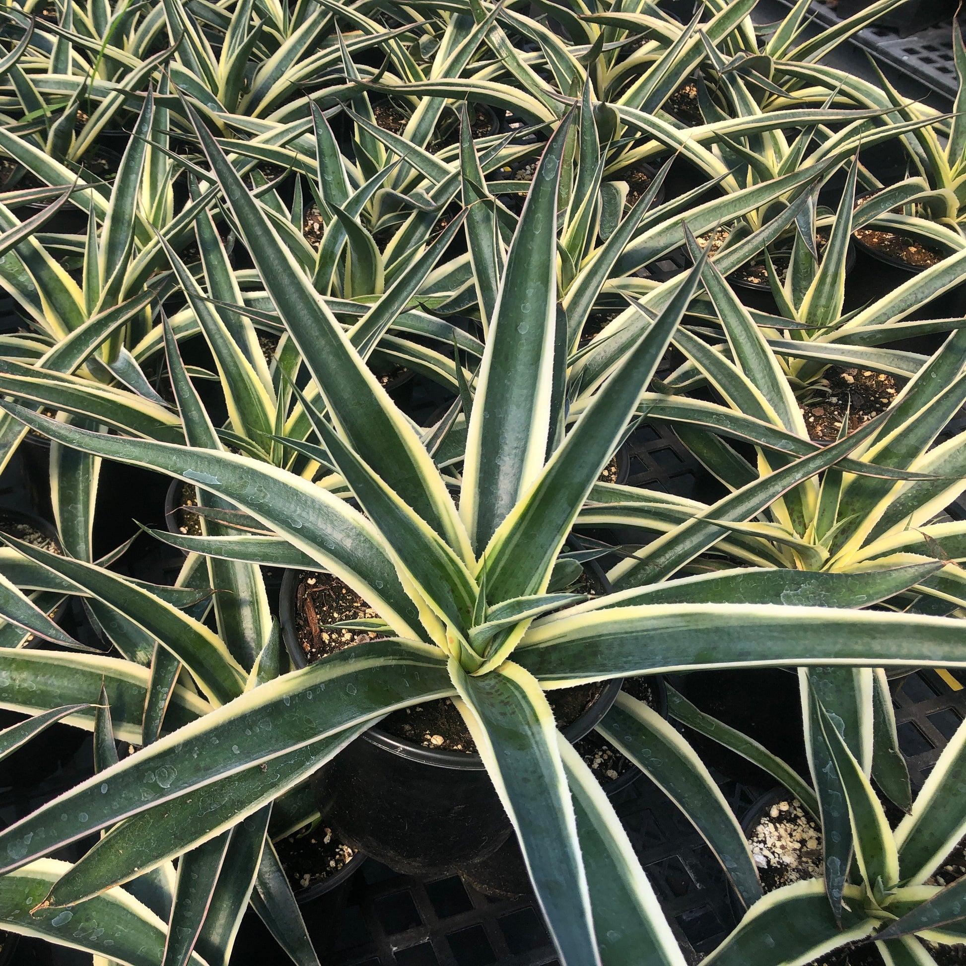 Mangave Snow Leopard 1Q