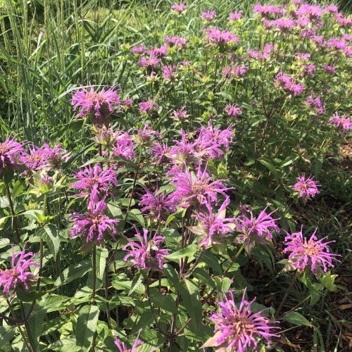 Monarda fistulosa Claire Grace 1G