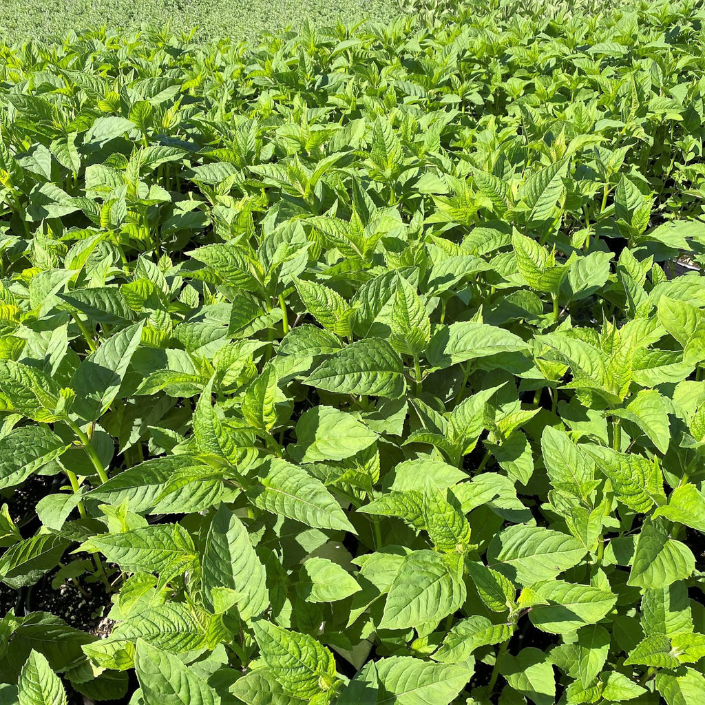 Monarda didyma Jacob Cline 1G