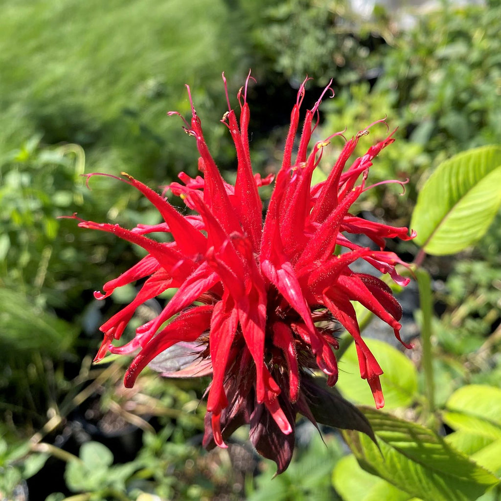 Monarda didyma Jacob Cline 1G