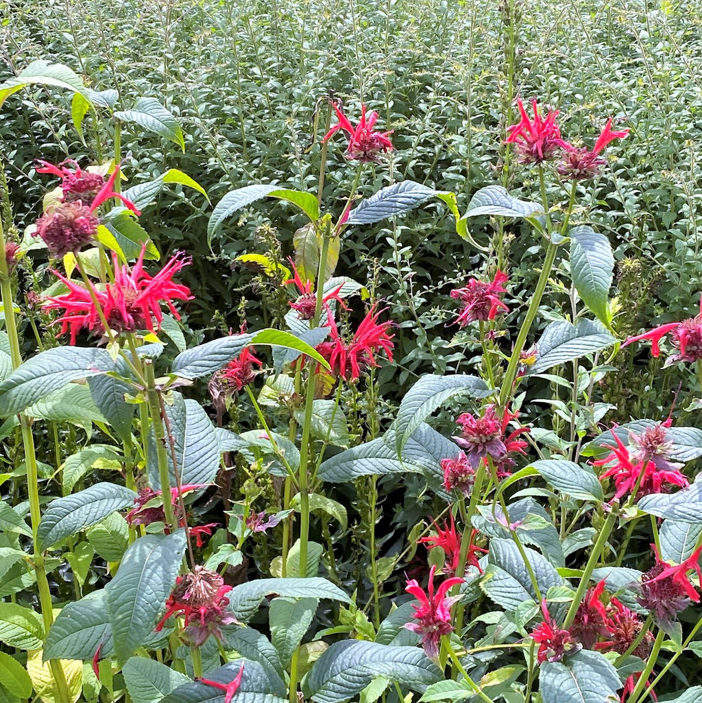 Monarda didyma Jacob Cline 1G