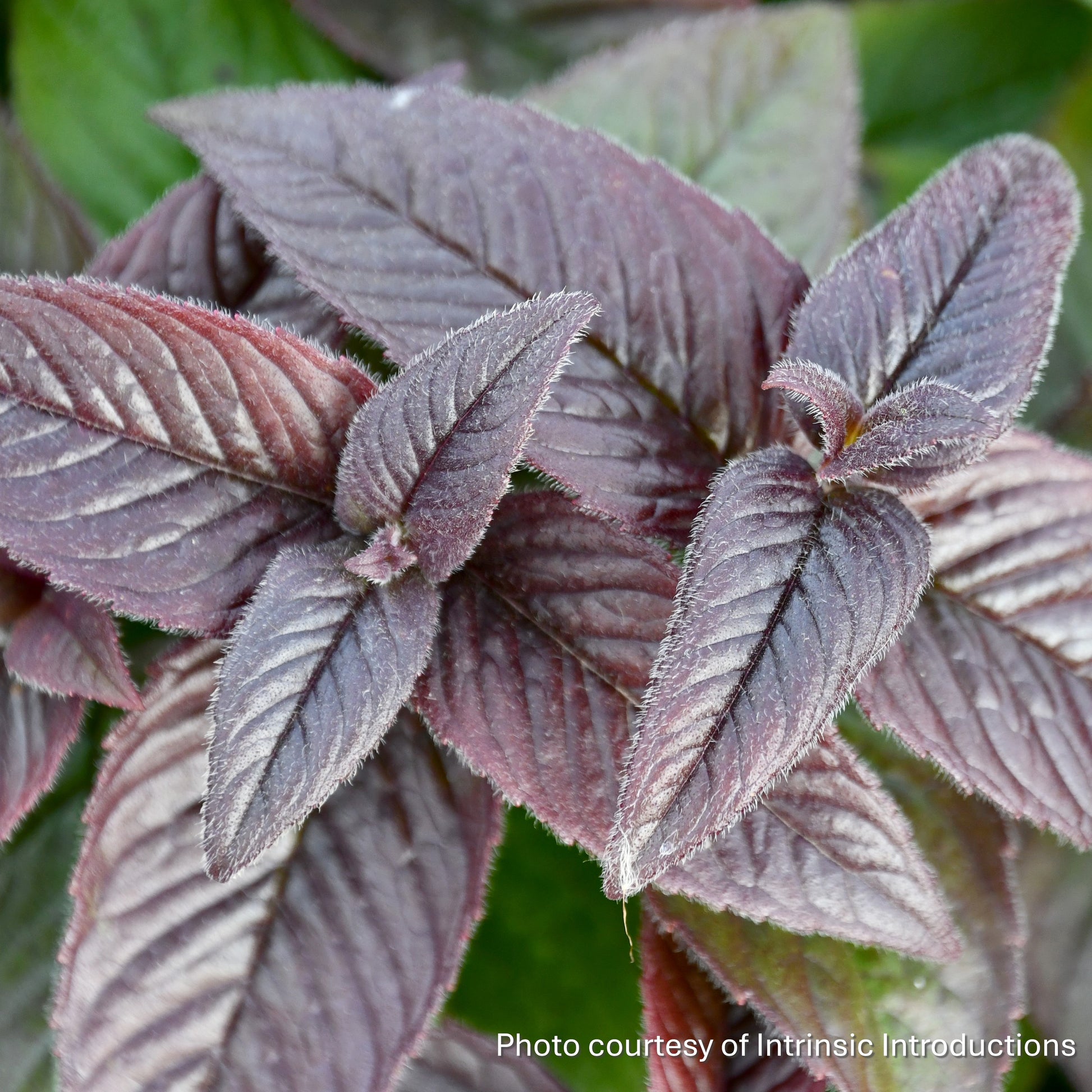 Monarda bradburiana Midnight Oil 1G