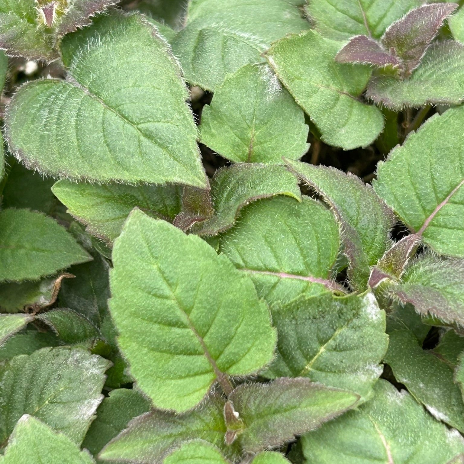 Monarda x Raspberry Wine 1G