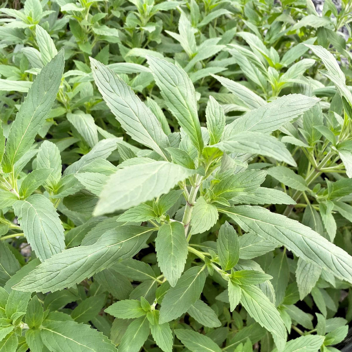 Monarda punctata 1Q