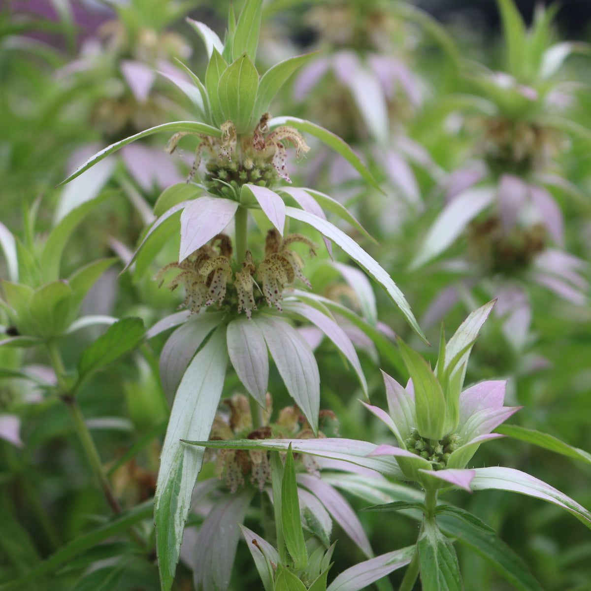 Monarda punctata 1Q