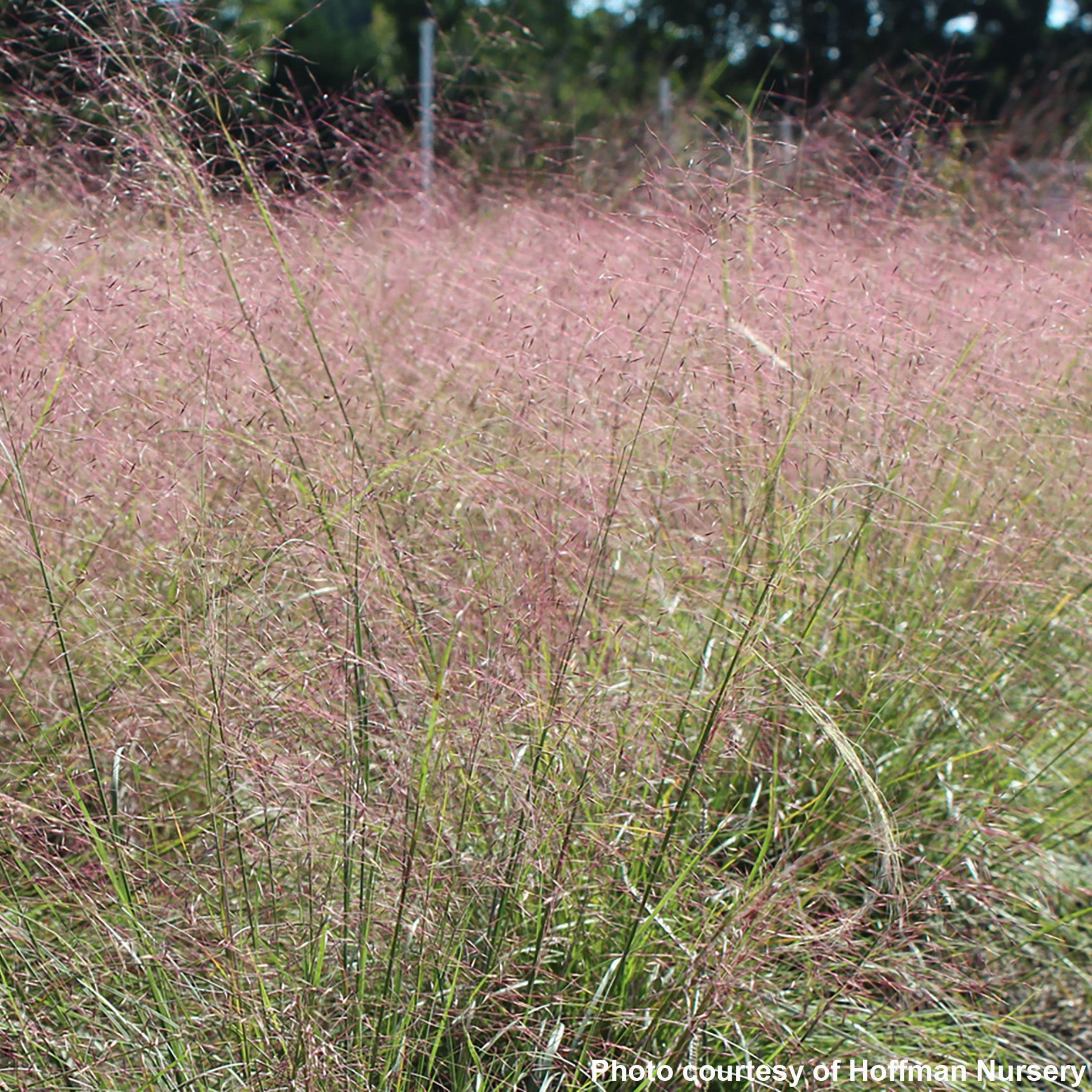 Muhlenbergia reverchonii 1G